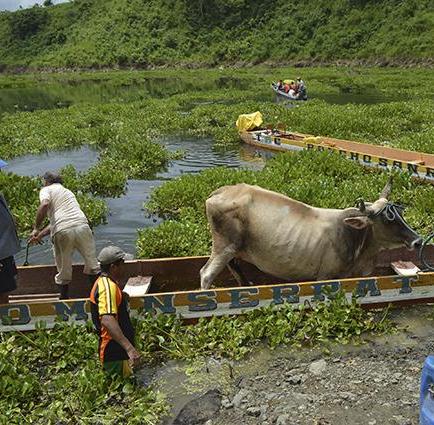 Vacas viajan en Canoa en la zona de Río Grande
