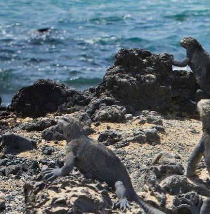 Dos años de prisión para mexicano que intentó sacar 11 iguanas de Galápagos
