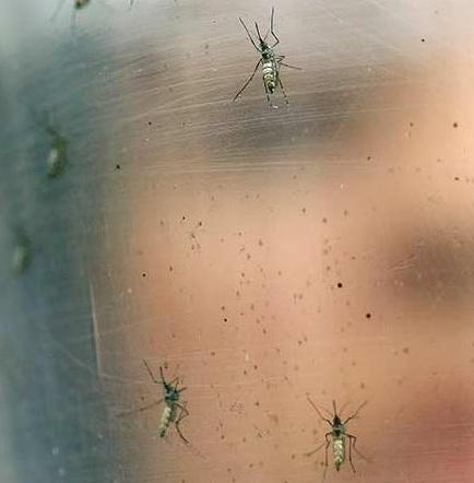 Detectan en Japón el primer caso de zika tras el brote en América