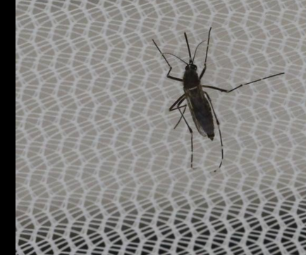 Detectan el primer caso de zika en Manta