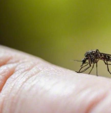 Aumentan a 97 los casos de zika en Ecuador