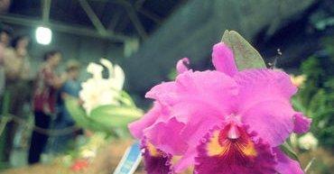 Descubren dos nuevas especies de orquídea en la Amazonía brasileña