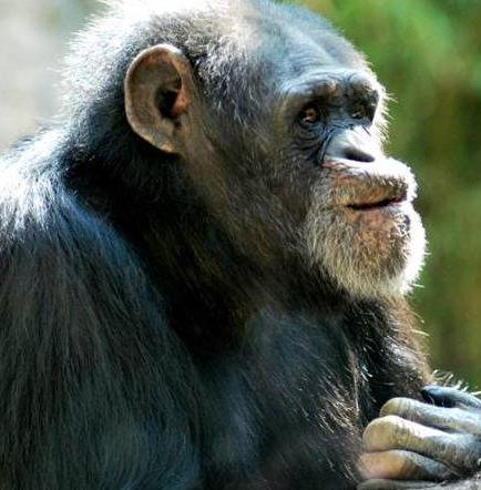 Los simios asiáticos más parecidos al hombre desaparecieron en épocas heladas