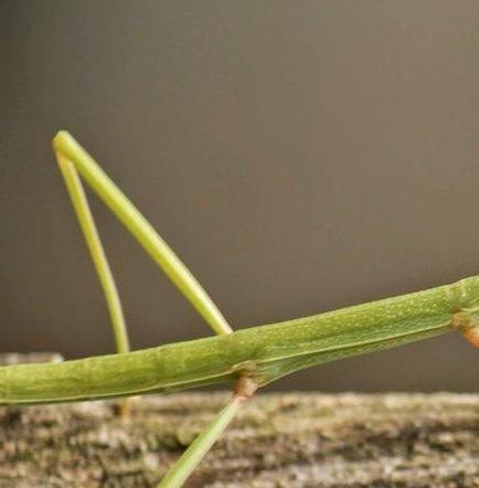 Descubren el insecto más largo del mundo, de 62,4 centímetros, en China