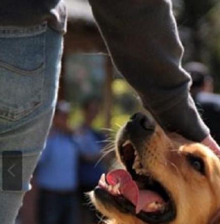 Conferencia sobre psicología canina es abierta al público