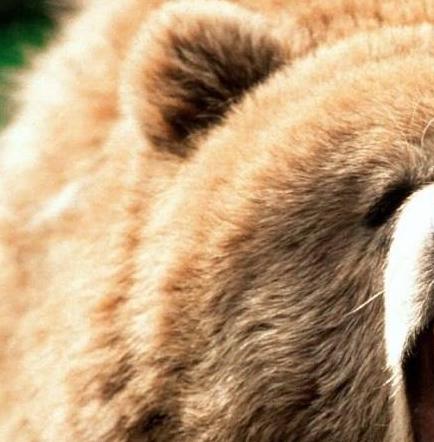 Fallecen 2 hombres atacados por osos en el norte de Japón