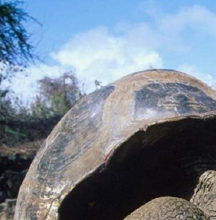Tortuga de Galápagos y cochinilla de Brasil, 'top ten' de nuevas especies