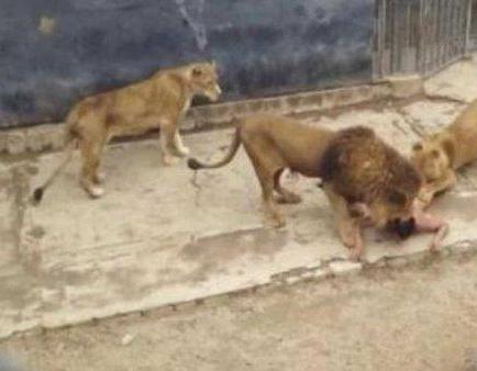 Chileno que entró a jaula leones padece 'delirio mesiánico', según expertos
