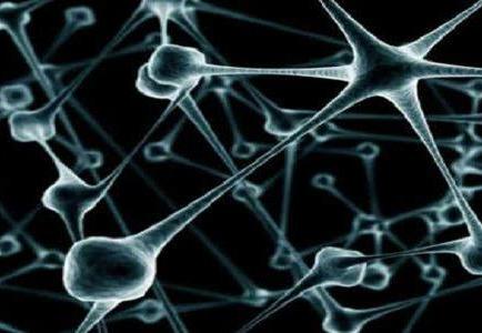 La 'limpieza' de neuronas muertas falla cuando hay epilepsia