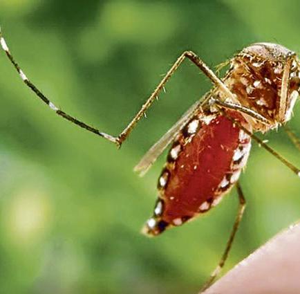 Reportan la primera muerte por chikungunya