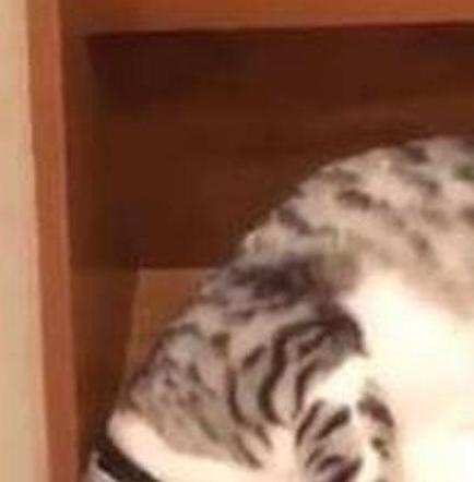 Un gatito baja las  escaleras con pereza y se vuelve viral