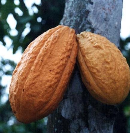 Ecuador presenta dos nuevos granos de cacao en el mercado ruso