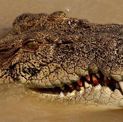 Un cocodrilo se lleva a una mujer que se bañaba en una playa de Australia