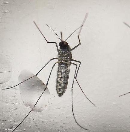 Brasil presenta un test que diagnostica el virus del Zika en sólo 20 minutos