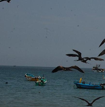 Pescadores emigran por baja producción pesquera en Puerto López