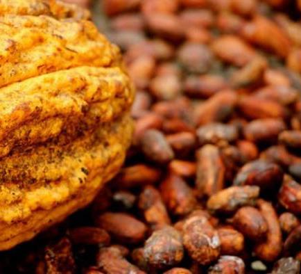 Presentan dos nuevos granos de cacao en el mercado ruso