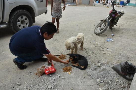 Dan en adopción mascotas rescatadas del terremoto