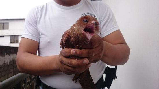 Rescatan extraña ave en Santo Domingo
