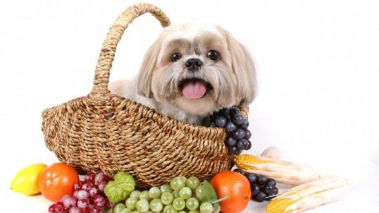 Beneficios de dar frutas a tu perro