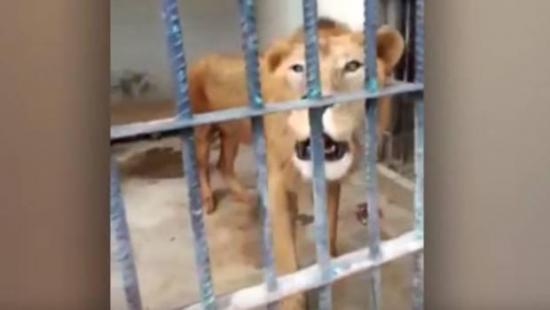 El vídeo que muestra a un león llorando de hambre se ha hecho viral
