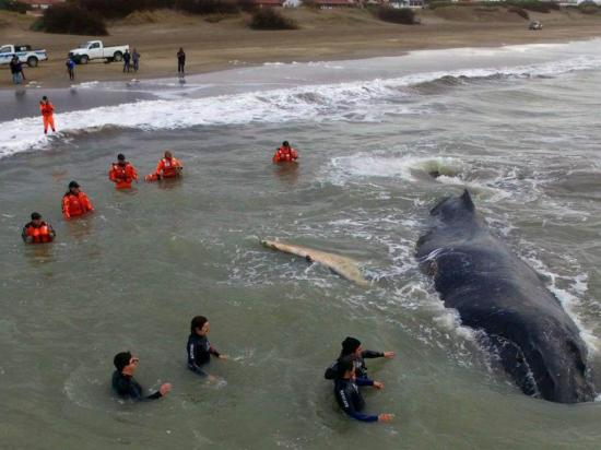 Rescatan a una ballena varada