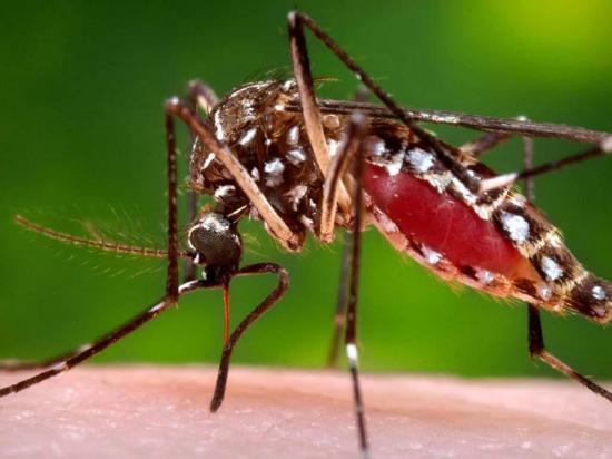 Investigan posible caso autóctono de zika