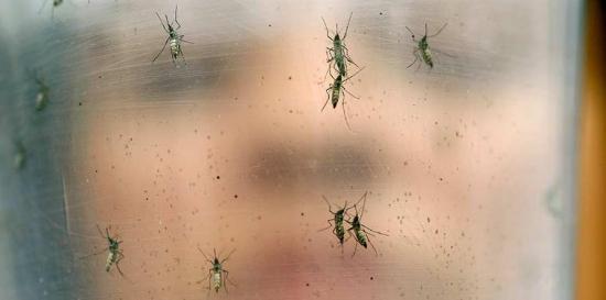 Ecuador registra más de 11.000 casos de dengue y 1.430 de chikungunya