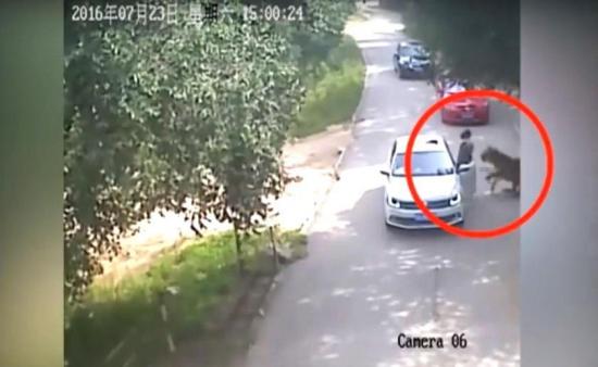 Mujer china que fue atacada por un tigre se encuentra en estado grave
