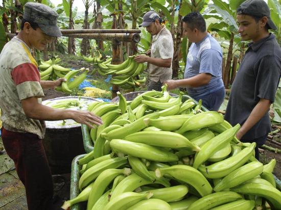 Plátano con buen precio y baja producción