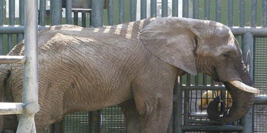 Un elefante mata por accidente a una niña de 7 años en un zoo marroquí