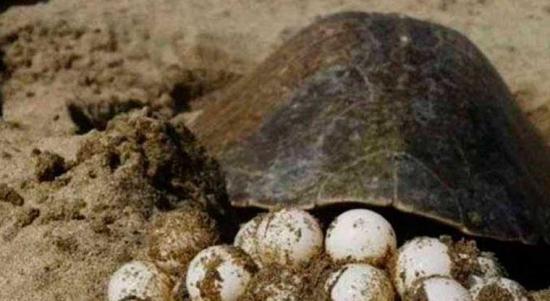 Alertan sobre peligros de consumir huevos de tortuga del Pacífico panameño