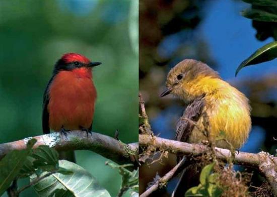 Una especie de ave está en peligro de extinción en Galápagos