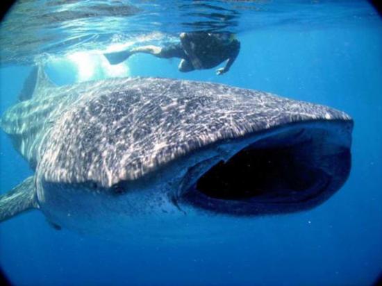 Dan a conocer un nuevo protocolo para avistar ballenas y otras especies