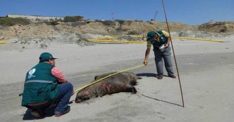 Aparecen 39 lobos marinos muertos en playas del norte de Perú