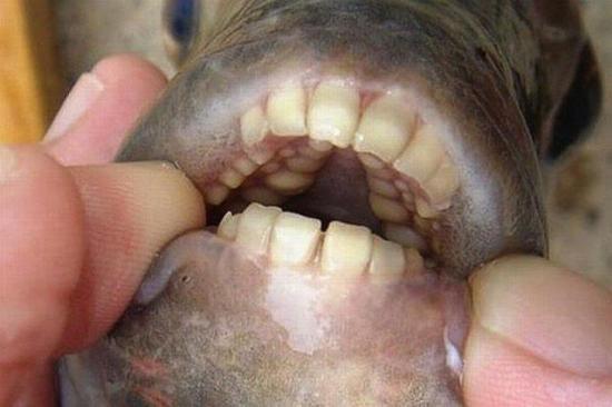 Hallan peces 'pirañas' con dientes parecidos a los de los humanos