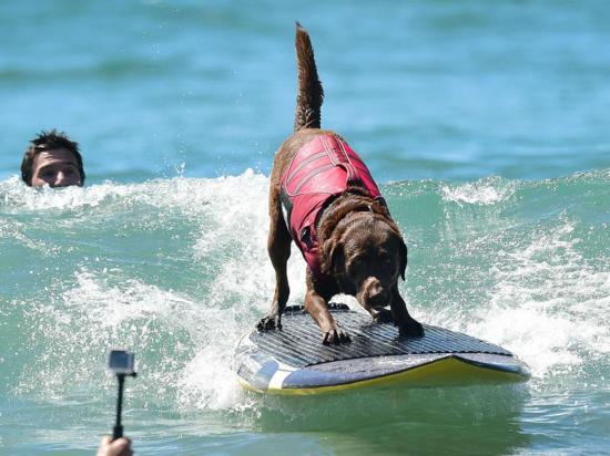 Realizan un campeonato de surf para perros