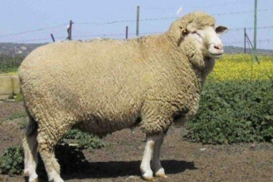 Abusan sexualmente a una oveja la cual tuvo que ser sacrificada