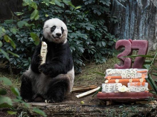 Muere el panda más longevo