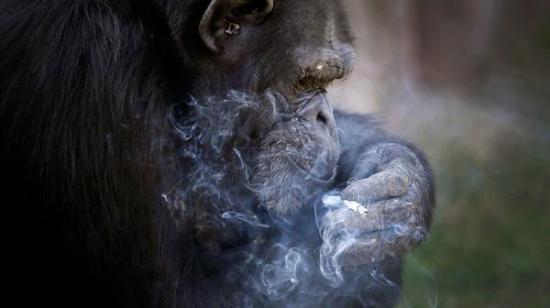 Azalea, la chimpancé que fuma un paquete de cigarrillos por día