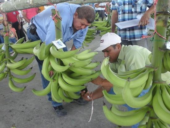 Eligieron al rey del  plátano en aniversario de la Fenaprope