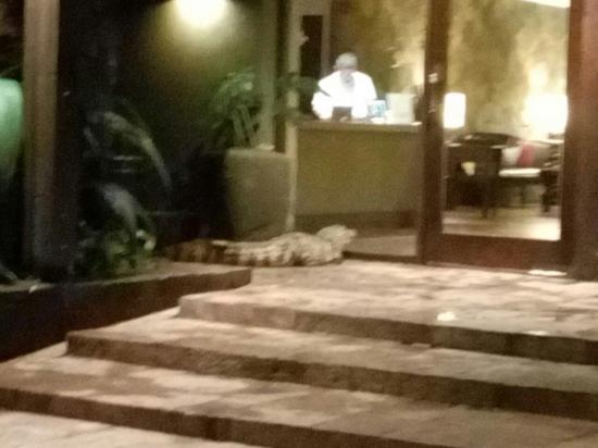 Un caimán yacaré aparece en un hotel de cinco estrellas y genera pánico