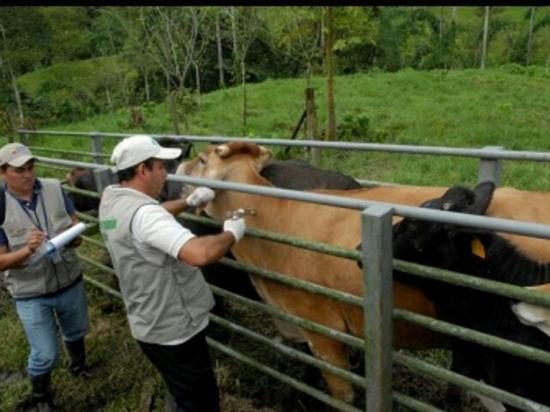 Los ganaderos  piden fecha para la vacunación