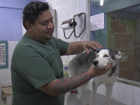 Los veterinarios se  actualizan en medicina terapéutica y preventiva