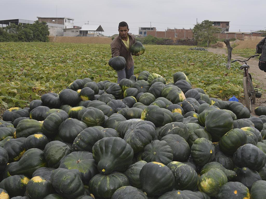 Le apuestan al cultivo de zapallo | El Diario Ecuador
