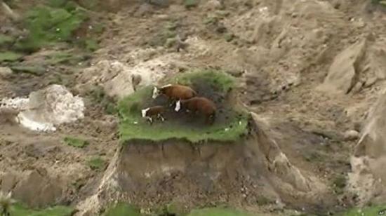 Las vacas que quedaron aisladas tras el terremoto en Nueva Zelanda