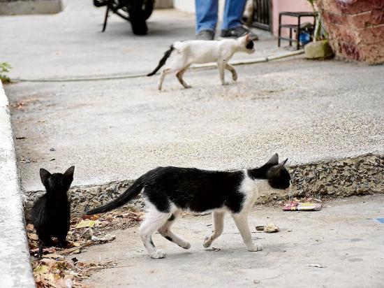 Los gatos sin dueño se albergan en los bloques de El Palmar
