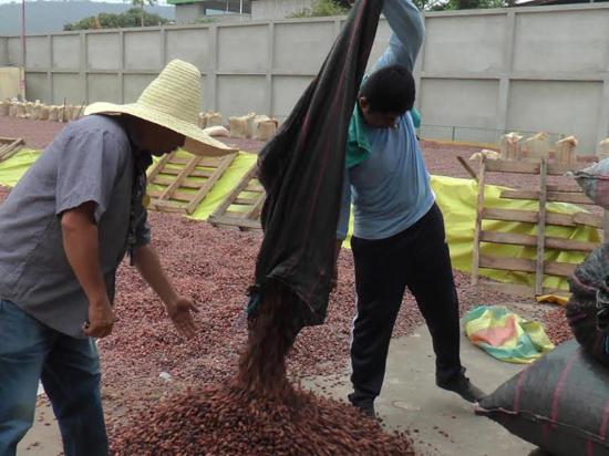 El cacao manabita  también llega a Europa a través de Maquita