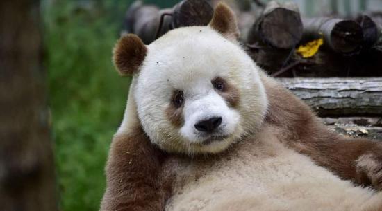 Qizai, el panda de color marrón que sufrió bullying por otros osos de su especie
