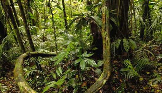 Una brasileña da a luz en medio de la selva amazónica después de perderse