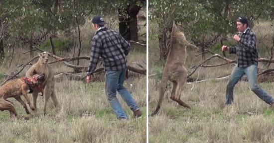 Hombre pelea con un canguro para salvar a su perro